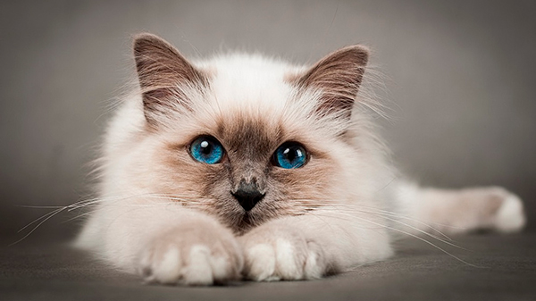 красивая кошка