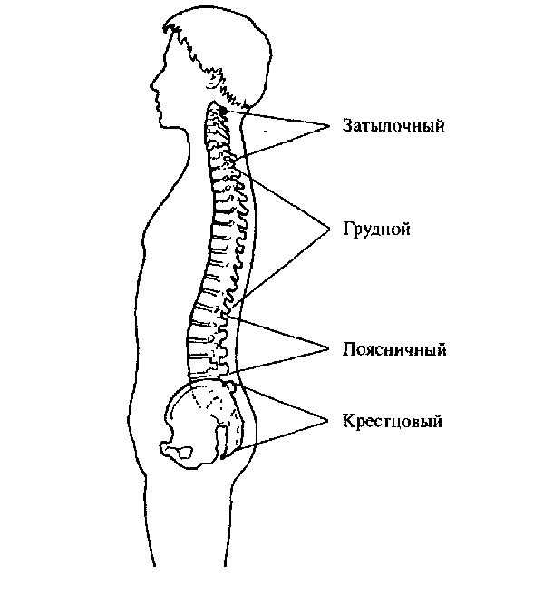 правильная осанка