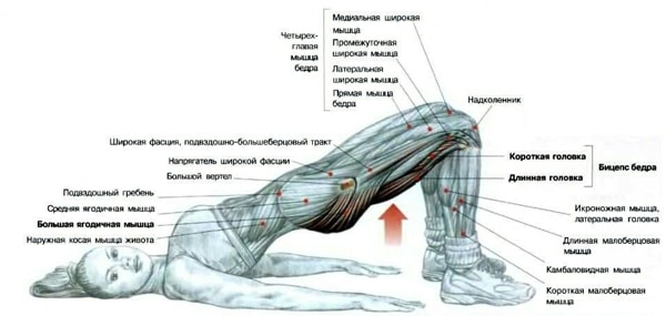 Комплекс упражнений для круговой функциональной тренировки