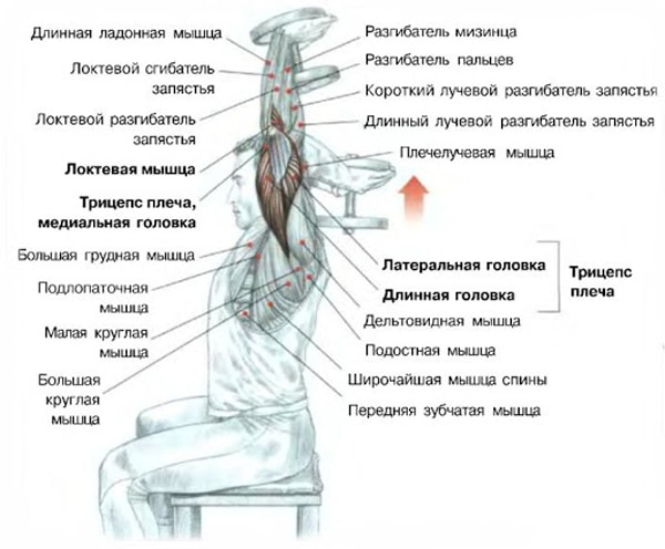 Комплекс упражнений для круговой функциональной тренировки