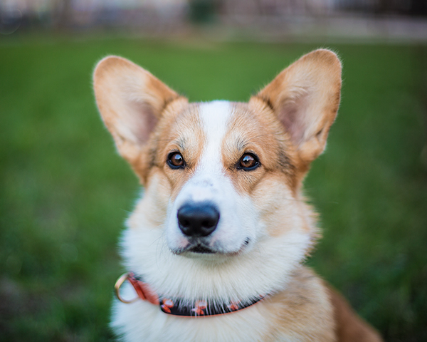 Corgi